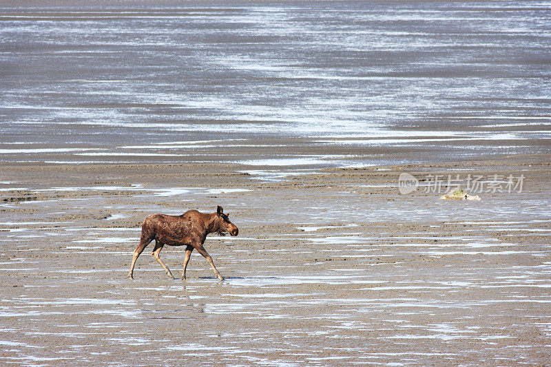 丢失的驼鹿Alces Alces行走的海滩水坑